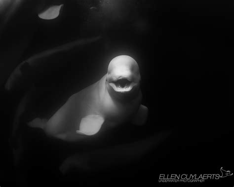 Beluga whales, Churchill | Ellen Cuylaerts