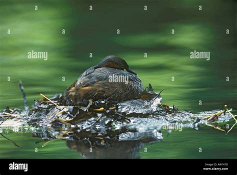 Little Grebe On Nest Stock Photo - Alamy