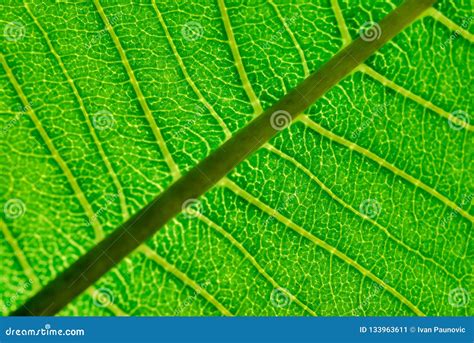 Close up of Leaf Veins stock image. Image of fresh, botanical - 133963611