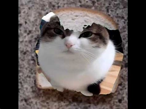 Wawa Sandwich (wawa cat) - YouTube