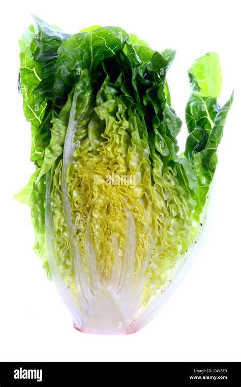 Romaine lettuce, salad Stock Photo - Alamy