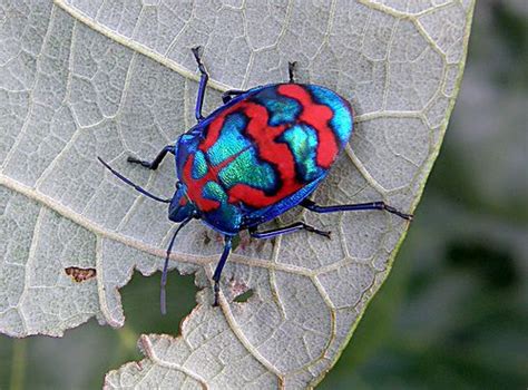 harlequin bug | Beetle insect, Beautiful bugs, Bugs and insects