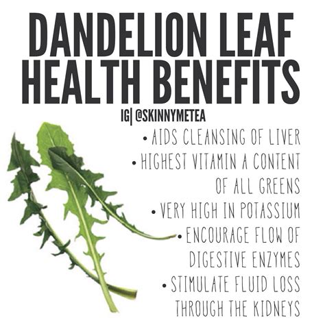 Dandelion Leaf - These are some of the most healthy greens you can eat. If you are picking them ...