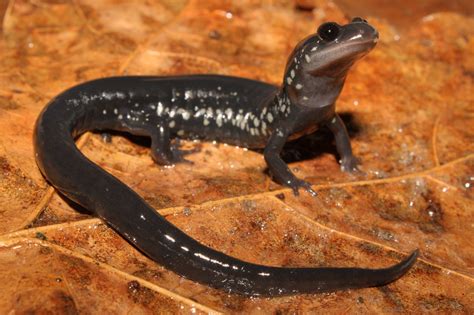 Atlantic Coast slimy salamander (Plethodon chlorobryonis) | Salamander, Amphibians, Reptiles and ...