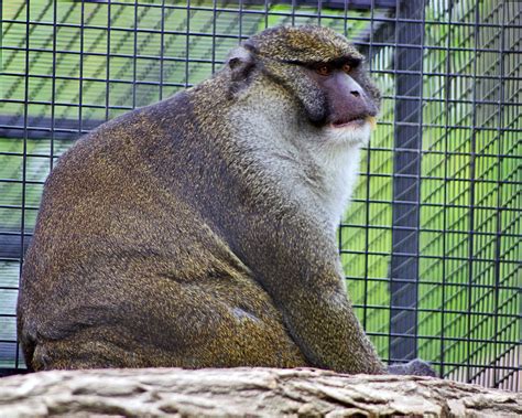 Allen's Swamp Monkey | Swamp monkeys spend most of their lif… | Flickr