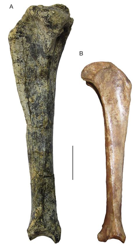 New fossils of Amphicyonidae (Carnivora) from the middle Miocene (MN6 ...