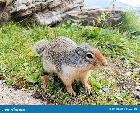 Baby Groundhog stock image. Image of groundhog, mammal - 179450593