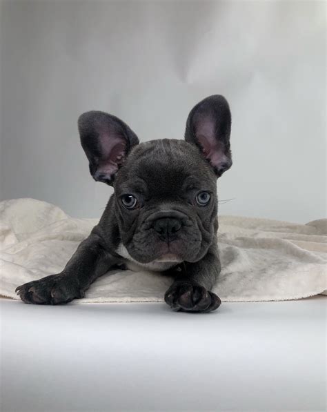 French Bulldog Frenchie Puppy blue brindle! - iHeartTeacups