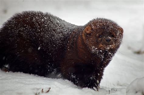 Falling fisher numbers raise fears about future of enigmatic predator ...