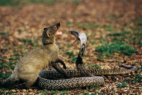 Viral Video | Cobra and Mongoose Battle in Mid of a Road | Guess Who ...