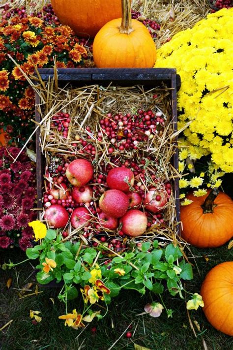 Scenes from the Annual Cranberry Harvest Celebration - New England Today