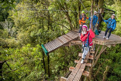 Rotorua Forest Zipline Canopy Adventure Eco Tours