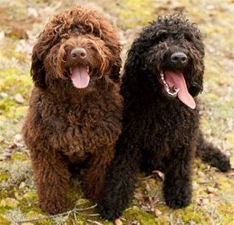 15 Popular Curly Haired Dog Breeds - 2021 - Your Dogs World