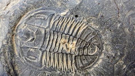 Paleontologists Discover Treasure Trove of Fossils at New Burgess Shale Site | IFLScience