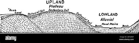 Diagram showing the genetic relations of the different soil classes ...