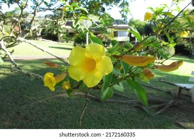 Yellow Alamanda Allamanda Cathartica Flowering Stock Photo 2172160335 | Shutterstock