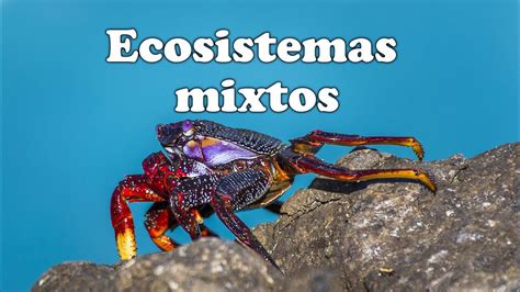 ¿Qué son los ecosistemas mixtos? ║ ¿Qué tipos de ecosistemas mixtos ...