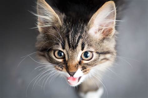 Cat Sounds - Feline Vocal Communication | TheCatSite