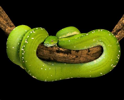 Green Tree Python | Pet snake, Beautiful snakes, Reptile snakes