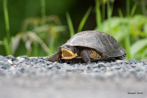 Blanding’s Turtle – Emydoidea blandingii – Ontario Turtle Conservation Centre