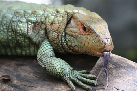 Amazon Rainforest Reptiles | Photos & Info | Thinkjungle.com