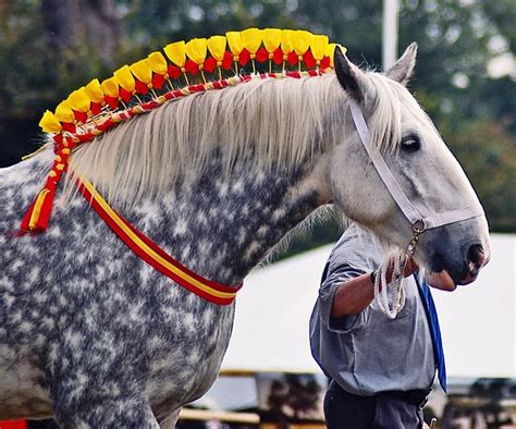 Pin by Mercedes Yrayzoz on Equidae | Horses, Horse braiding, Dapple grey horses