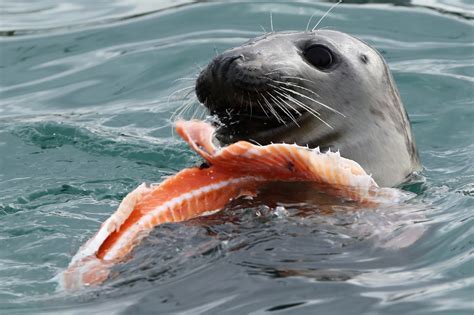 Murfs Wildlife : Atlantic Grey Seals