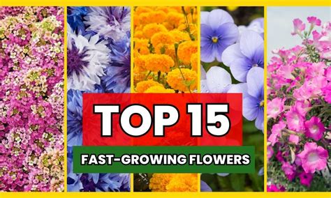 15 Fast-Growing Flowering Plants in India: Adding Color in No Time ...