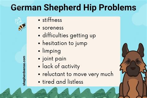 11 Proven German Shepherd Hip Pain Home Remedies - Shepherd Sense