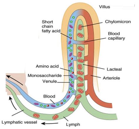 The most important function of villi in the small intestine isA) To ...