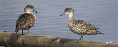 Grey Teal - Canberra Birds