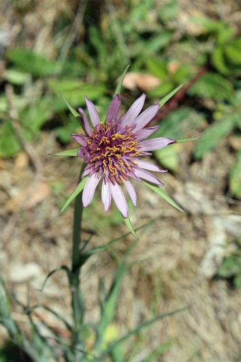 Salsify - The Best Plant to Use as Remedy - How To Prepare