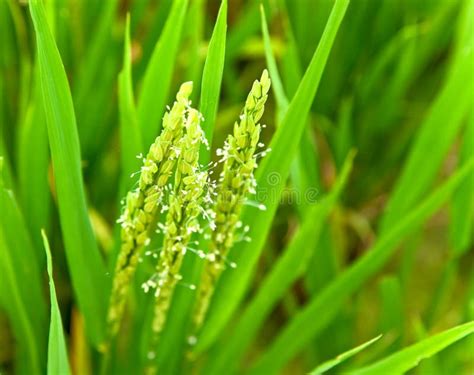 Flor del arroz foto de archivo. Imagen de grano, macro - 18367614