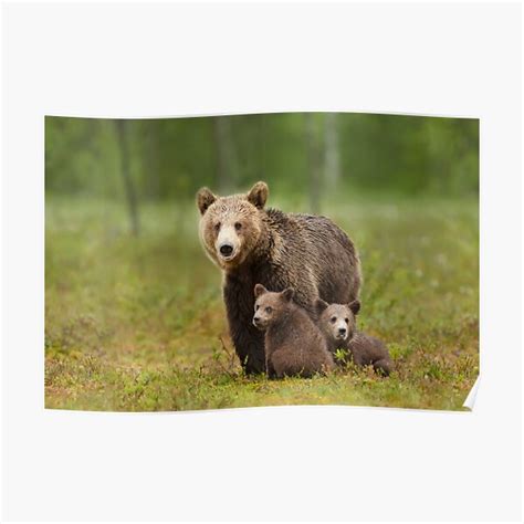 "Bear Mom with her two little cubs" Poster for Sale by dgwildlife ...