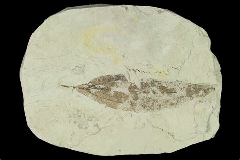 1.9" Miocene Fossil Leaf (Cinnamomum) - Augsburg, Germany (#139264) For ...