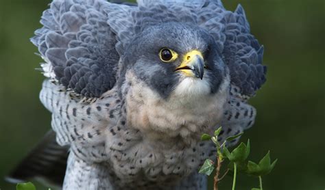 Pin by David Ramos on Soul Fire - Tales of a Basilisk | Peregrine falcon, Animals, Peregrine