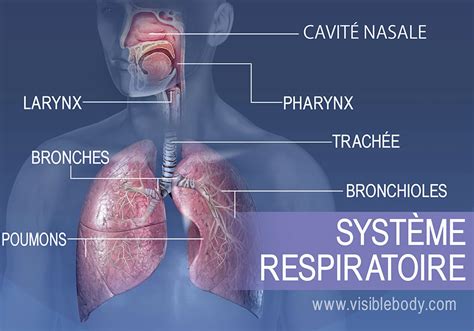 Schema Systeme Respiratoire