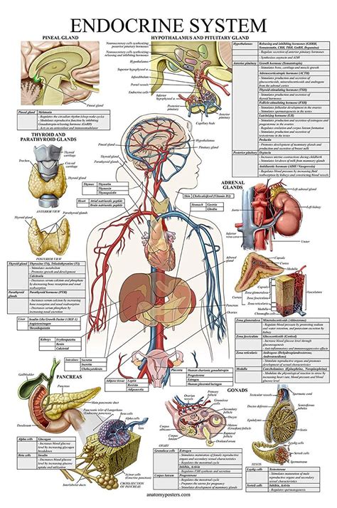 Laminated Endocrine System Anatomical Chart - Endocrine Anatomy Poster ...