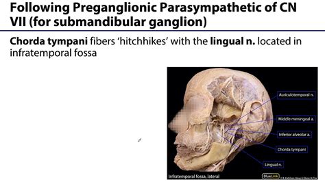 Parotid and Submandibular Triangle LO - Submandibular Gland Innervation - YouTube