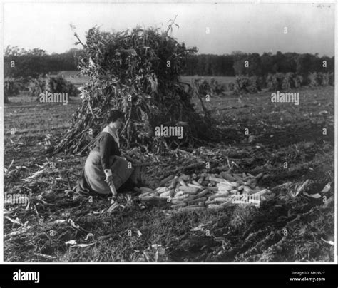 Corn harvest history historical hi-res stock photography and images - Alamy