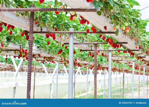 Strawberry garden stock image. Image of healthy, harvesting - 25624781