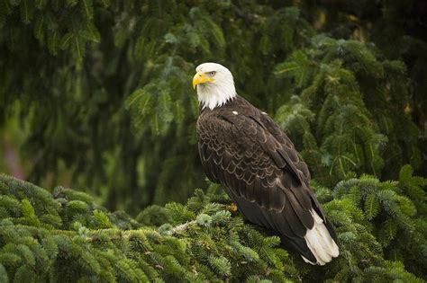 Bald Eagle Alaska Photograph by Flip Nicklin - Fine Art America