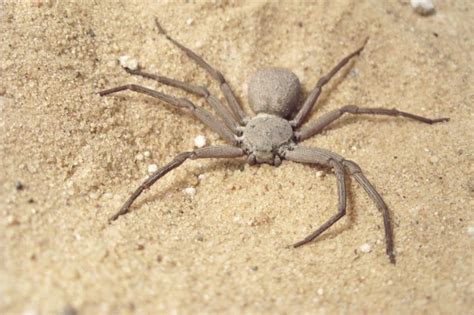 Sicarius Hahni: Six-eyed Sand Spider Burying Herself - Go Science Girls