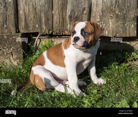 Red American Bulldog puppy dog is walking on nature Stock Photo - Alamy