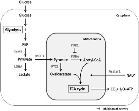 Regulation of pyruvate metabolism by enzymes and transporters in ...