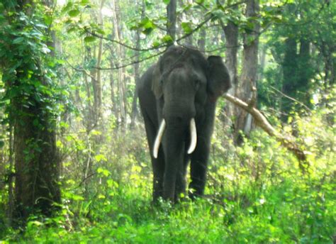 Mudumalai National Park - Safari Timing, How to Reach, Best Time to Visit