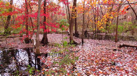 Fall colors peak in Missouri