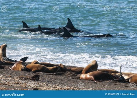 Orca Family Hunting Sea Lions on the Paragonian Coast, Stock Photo ...