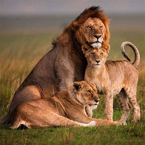 lions.arena🦁 on Instagram: “Father, mother and their child Lions, the true kings. Tag a Friend ...