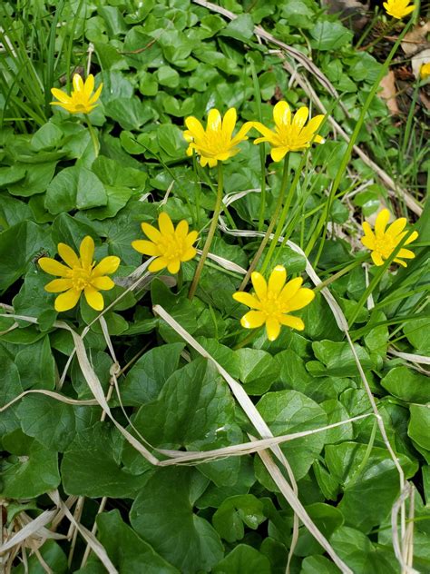 Lesser celandine: Spring garden and lawn invader | Cornell Weed Identification